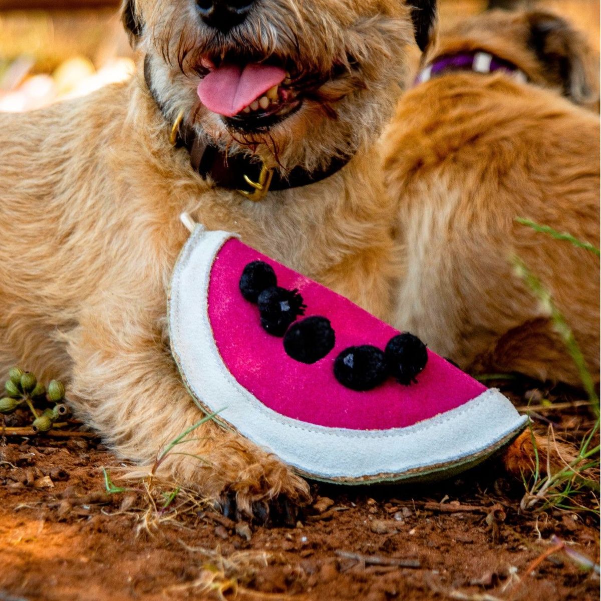 Georgie Paws – Wendy the Watermelon