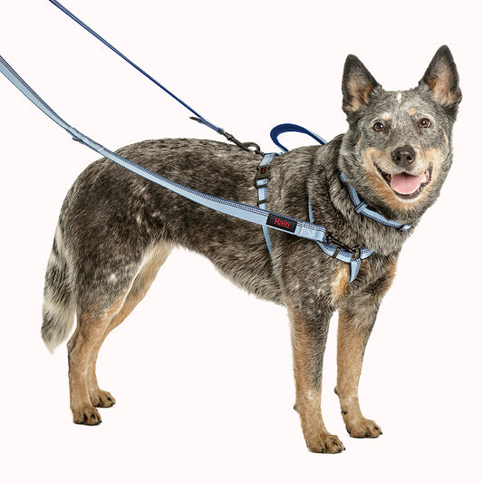 Halti Double Ended Lead in red being worn by a dog