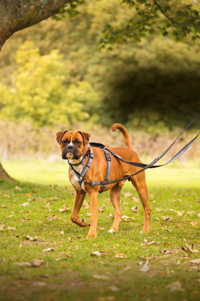 Boxer dog wearing the Halti Walking Harness in black