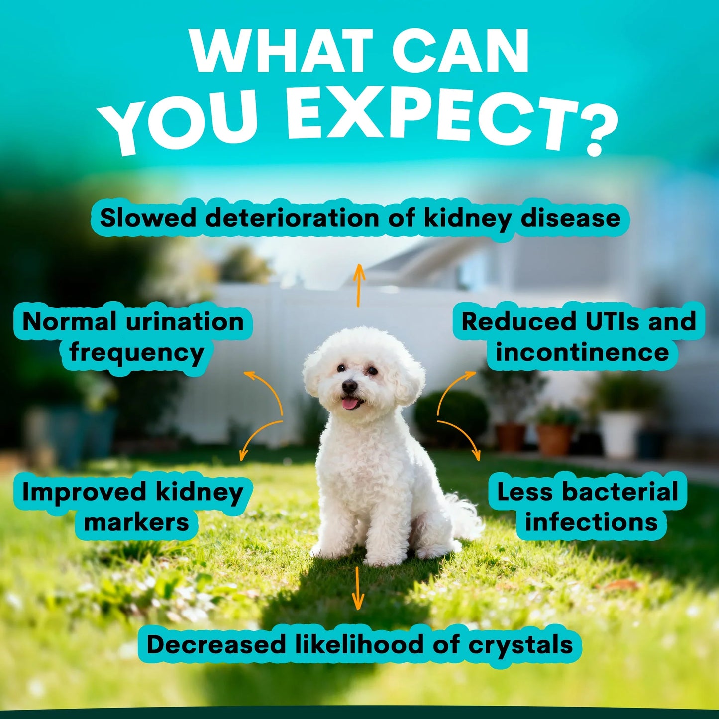 PetzPark – Urinary + Kidney – For Dogs
