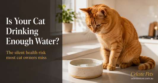 Is Your Cat Drinking Enough Water? | Celeste Pets