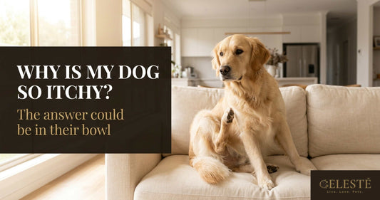 Why is my dog so itchy - food allergies and grain free solutions