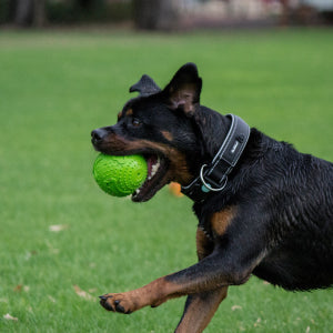 Dogs Tough Rubber Squeaker Ball Toy product image 6
