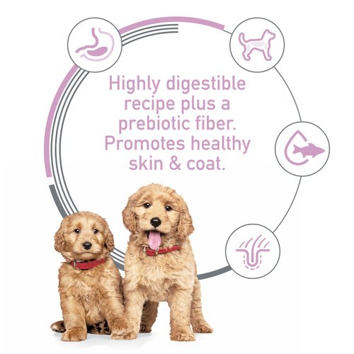 Close-up of Hill's Science Diet Puppy Sensitive Stomach & Skin kibble