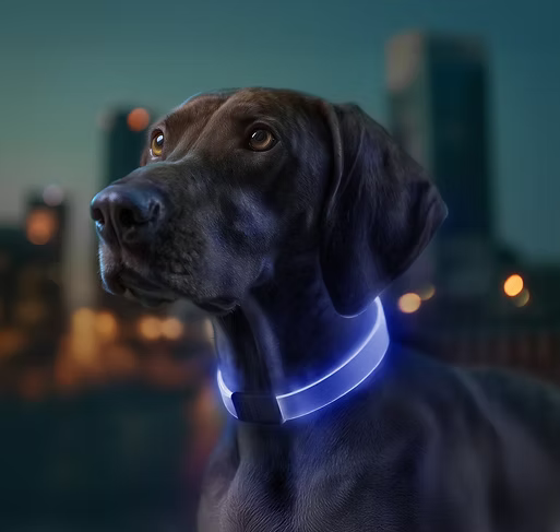 WAUDOG LED Collar - Rechargeable RGB Light-Up Dog Collar for Night Safety product image 2