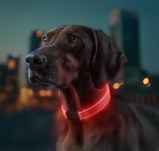 WAUDOG LED Collar - Rechargeable RGB Light-Up Dog Collar for Night Safety product image 7