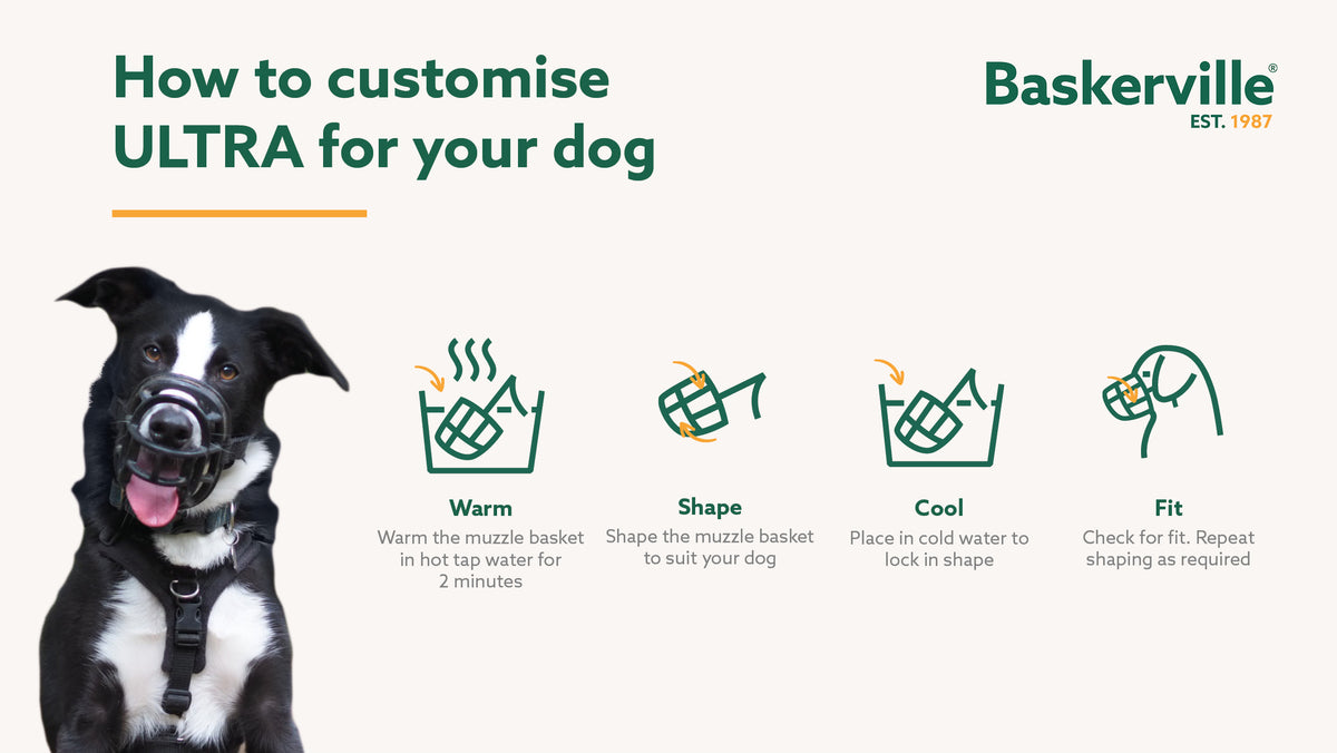 Baskerville Ultra Muzzle allowing dog to take a treat