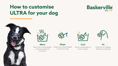 Baskerville Ultra Muzzle allowing dog to take a treat