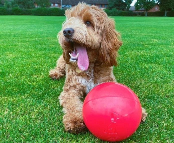 Boomer Ball - The Ultimate Indestructible Dog Toy product image 4