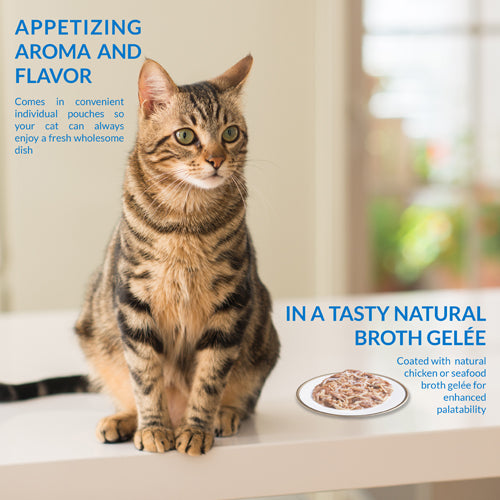 Relaxed domestic cat at home, indoor