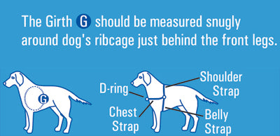 Diagram showing how the Beau Pets Gentle Leader Harness fits a dog's body