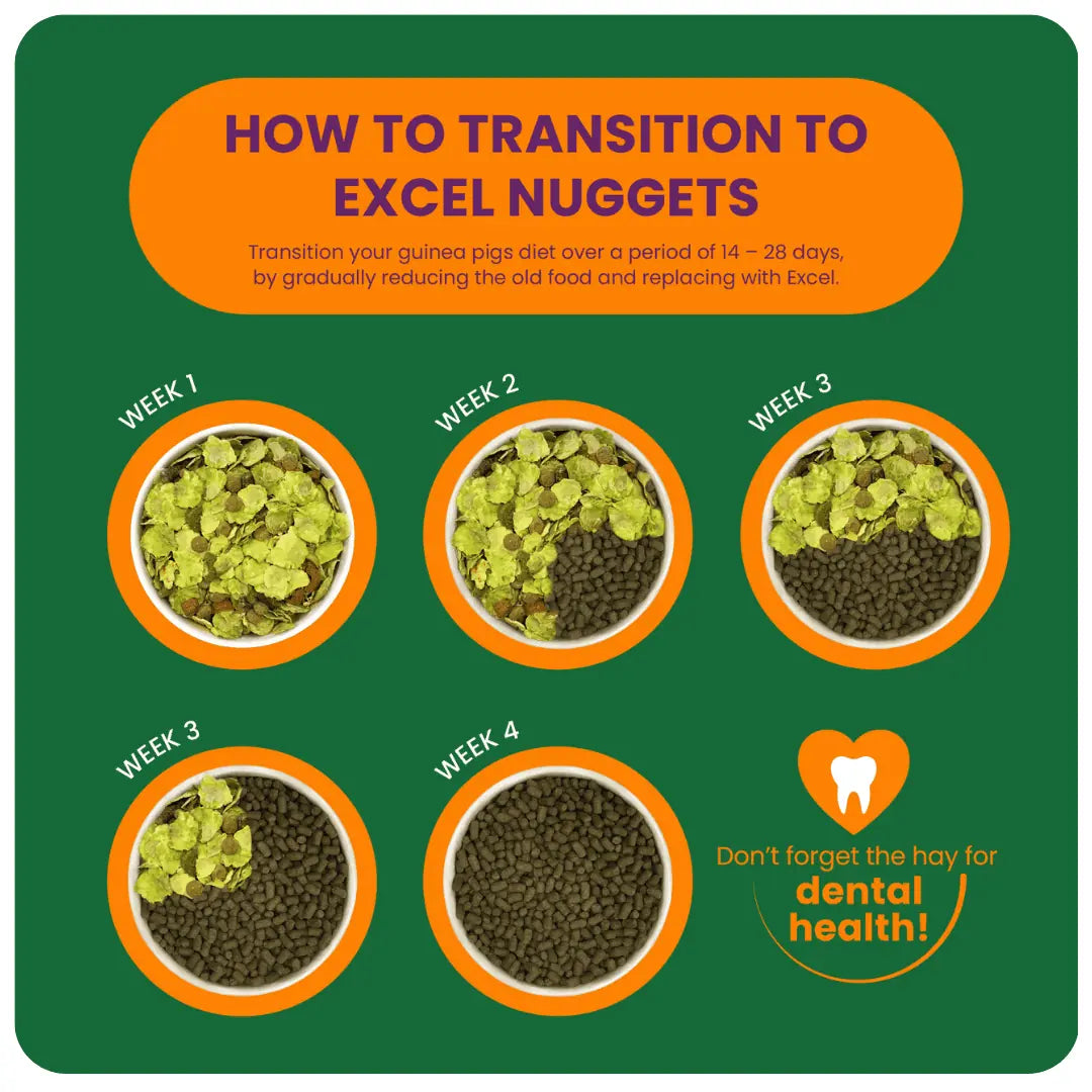 Guinea-Pig-BO-Transition-Graphic