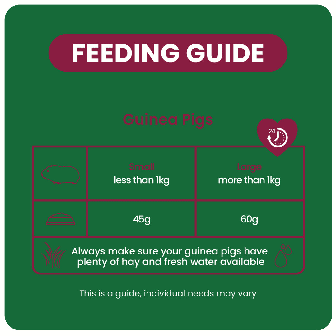 Guinea-Pig-Indoor-Feeding-Guide