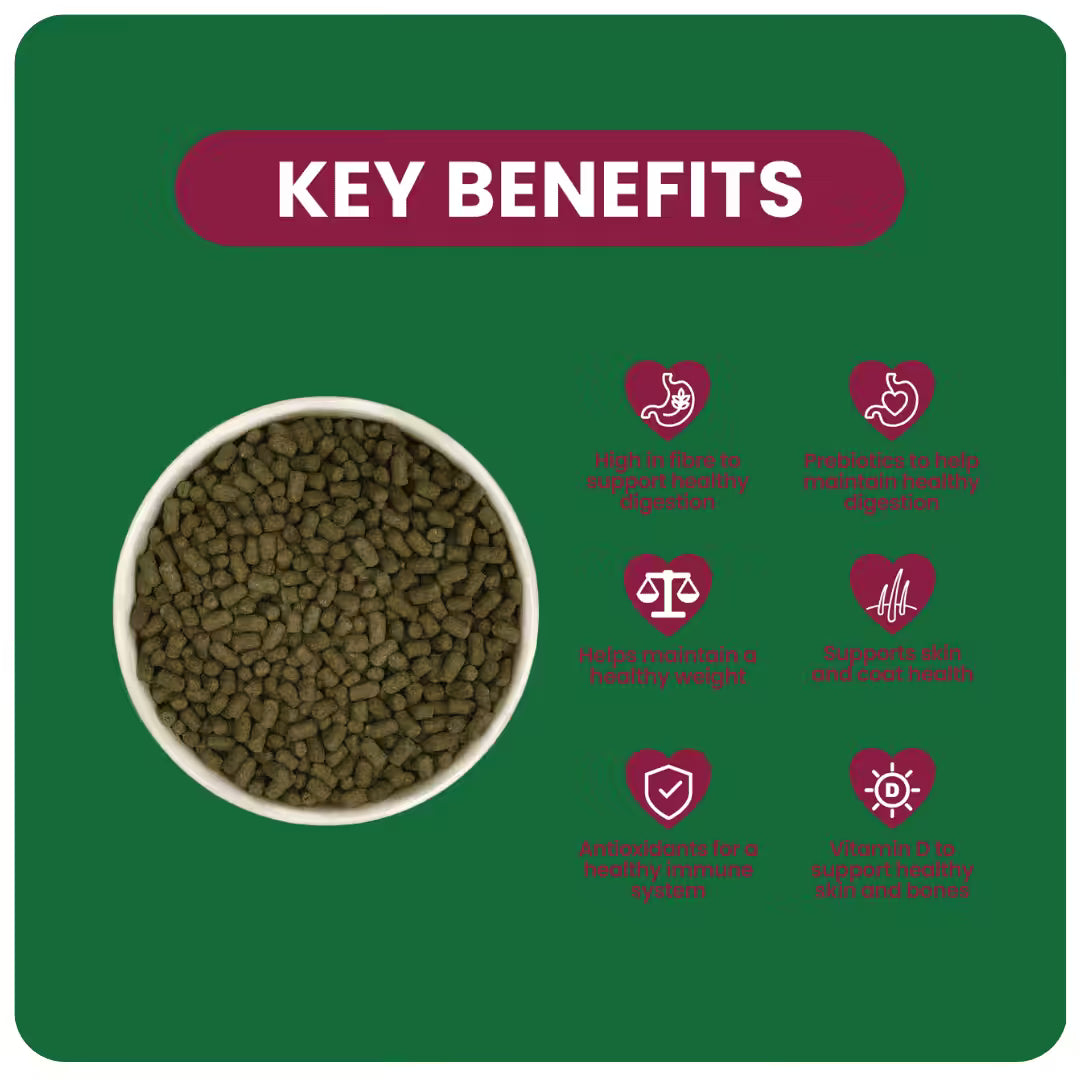 Guinea-Pig-Indoor-Key-Benefits