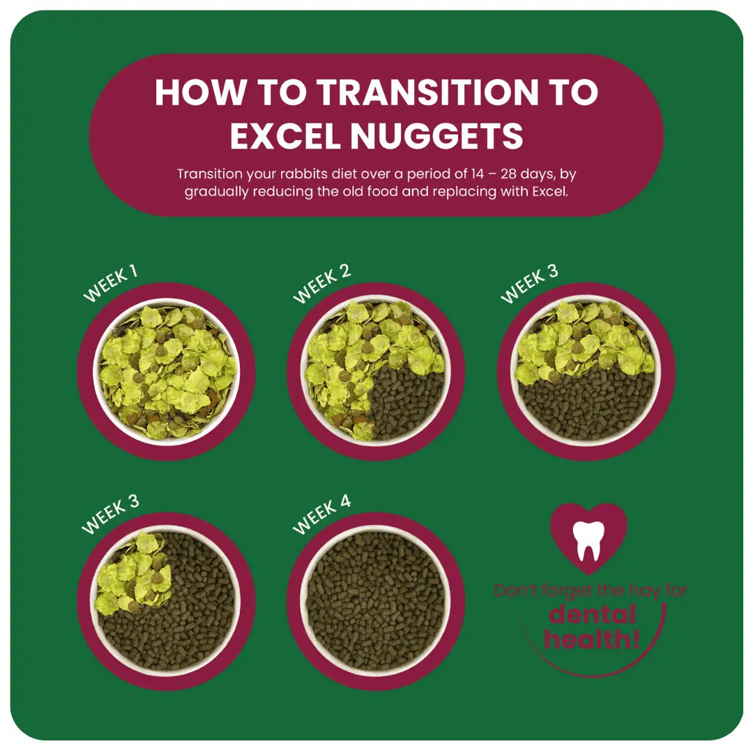 Guinea-Pig-Indoor-Transition-Graphic