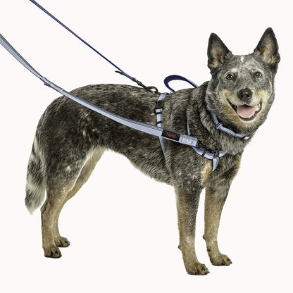 Halti Double Ended Lead in black worn by a dog on a walk