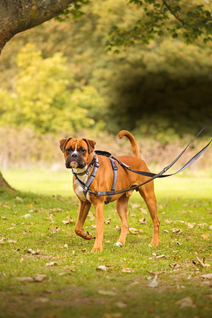 Boxer dog wearing the Halti Walking Harness in black