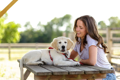 Puppy wearing the Halti Walking Harness in red