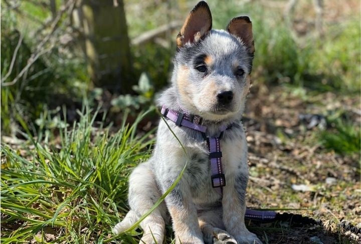 Puppy wearing the Halti Walking Harness in purple