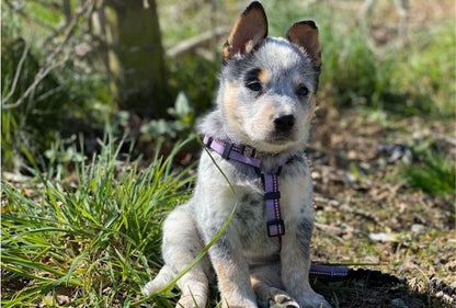 Puppy wearing the Halti Walking Harness in purple