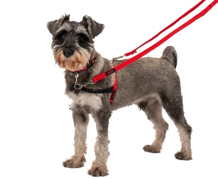 Dog wearing the Halti Front Control Harness, size small