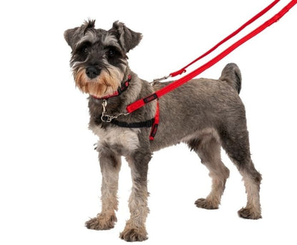 Dog wearing the Halti Front Control Harness, size small