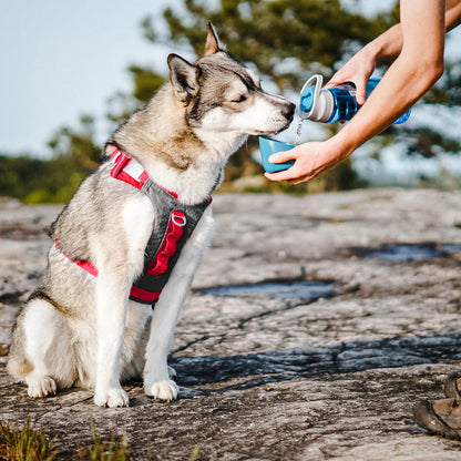 Dog drinking from the Kurgo Gourd Water Bottle & Bowl outdoors