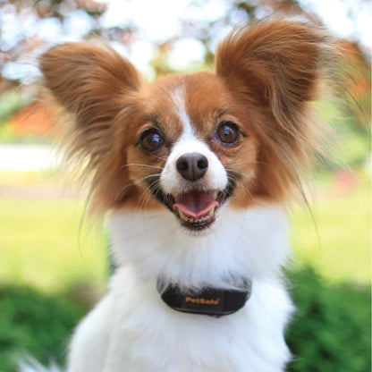 Dog wearing the PetSafe VBC-10 Vibration Bark Control Collar outdoors
