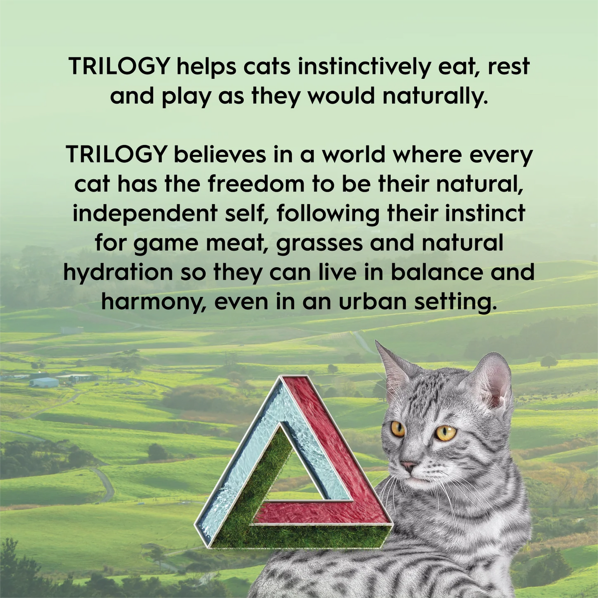 Close-up of Trilogy freeze-dried lamb treat pieces