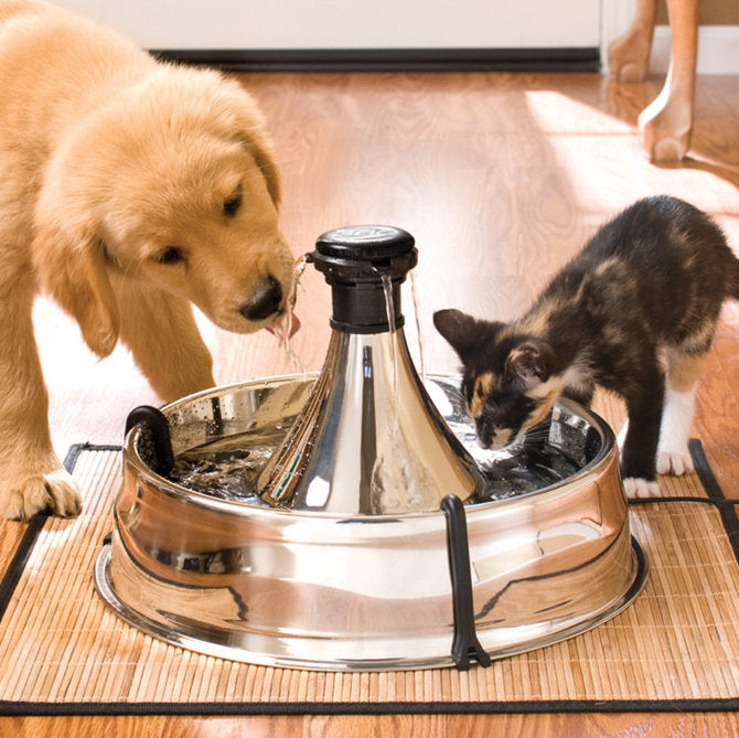 PetSafe Drinkwell 360 Stainless Steel Pet Fountain with filter installed