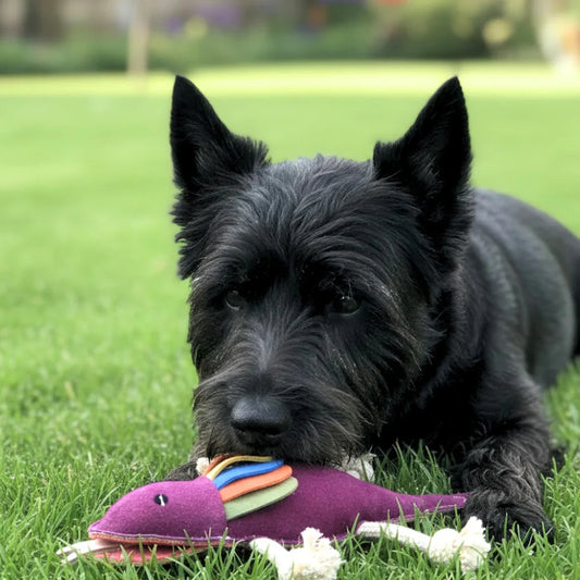 Georgie Paws - Fink the Frillneck Dog Toy product image 2
