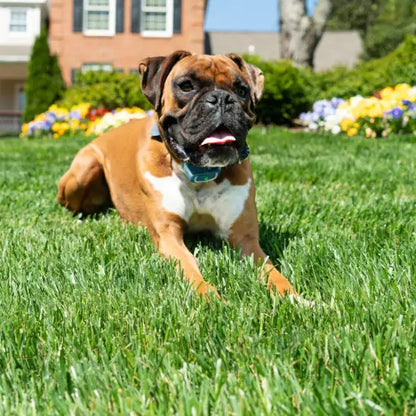 Dog wearing the PetSafe Remote Spray Trainer collar outdoors
