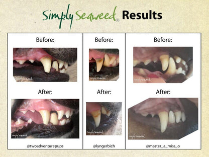 Simply Seaweed – Seaweed Supplement for Dogs Teeth