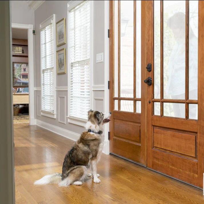 Dog wearing the PetSafe Spray Bark Collar outdoors
